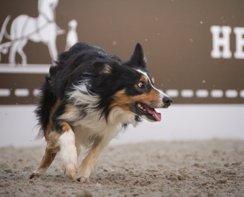 Filix - casting chien dog trainer
