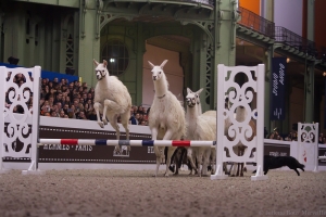 Lamas, saut d'obstacles