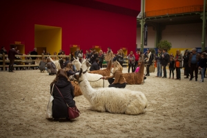 Lamas allongés avec public