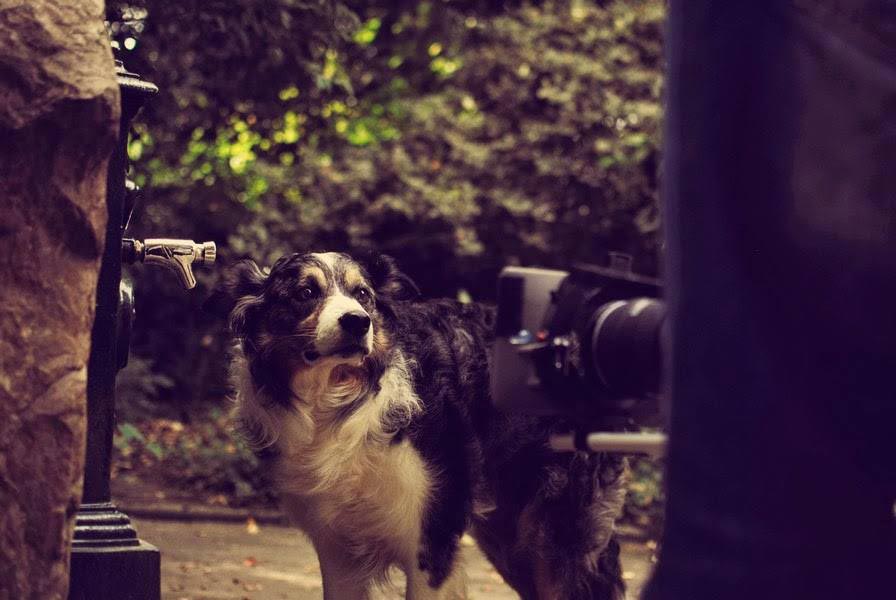 Dog Trainer, spécialiste en casting de chiens pour le cinéma, la télévision, la publicité et autres événements.