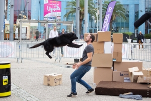 Ninjadog action : Saut de chien sur Manuel THOMAS, dresseur cinéma