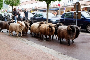 spectacle d'animaux de la compagnie Dog Trainer, transhumance de moutons en pleine rue