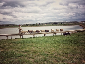 Spectacle d'animaux de la compagnie Dog Trainer, transhumance de moutons sur un pont