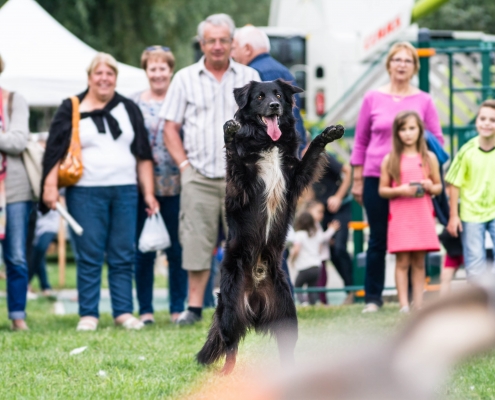 Numero chien dark debout public