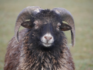 Mouton Gris