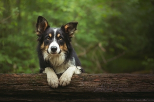 Ookad - casting chien dog trainer