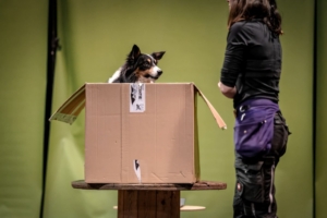 LES CHIENS FONT LEUR CINÉMA - Ookad