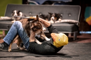 LES CHIENS FONT LEUR CINÉMA - attaque