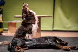LES CHIENS FONT LEUR CINÉMA - Nash et Orion