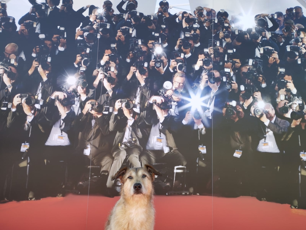 Kodi au Festival de Cannes, pour la sortie du film Le Procès du Chien de Laetitia Dosch