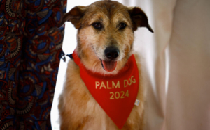 Kodi, le chien du film "Le procès du chien", lauréat de la Palme Dog, le prix de la meilleure performance canine, est vu lors de l'événement Palme Dog au 77e Festival de Cannes à Cannes, France, 24 mai 2024. REUTERS/Sarah Meyssonnier