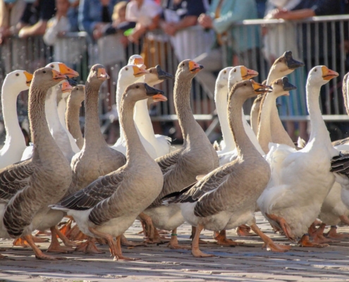 Spectacle La Famille Déprés, déambulation des oies
